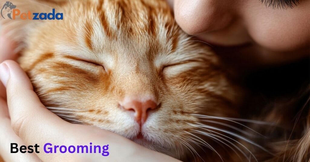 Best Grooming Kit for Cats