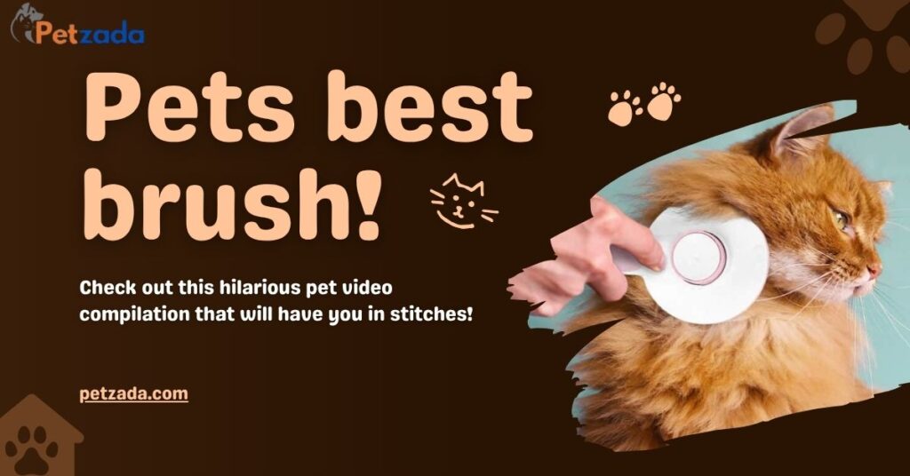 Best Brush for Persian Cats