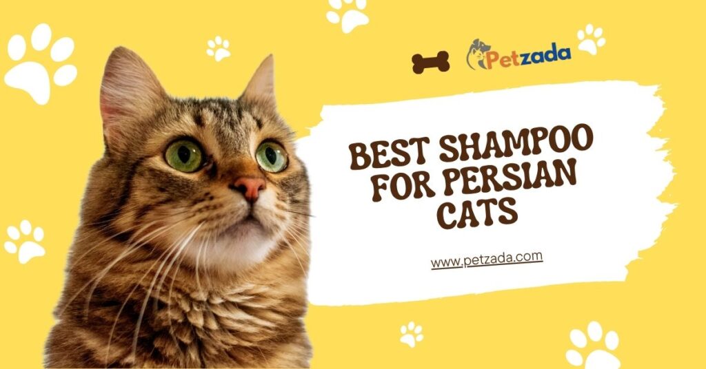 Best Shampoo for Persian Cats