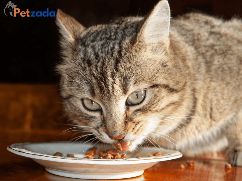 Best Cat Food for Dental Health